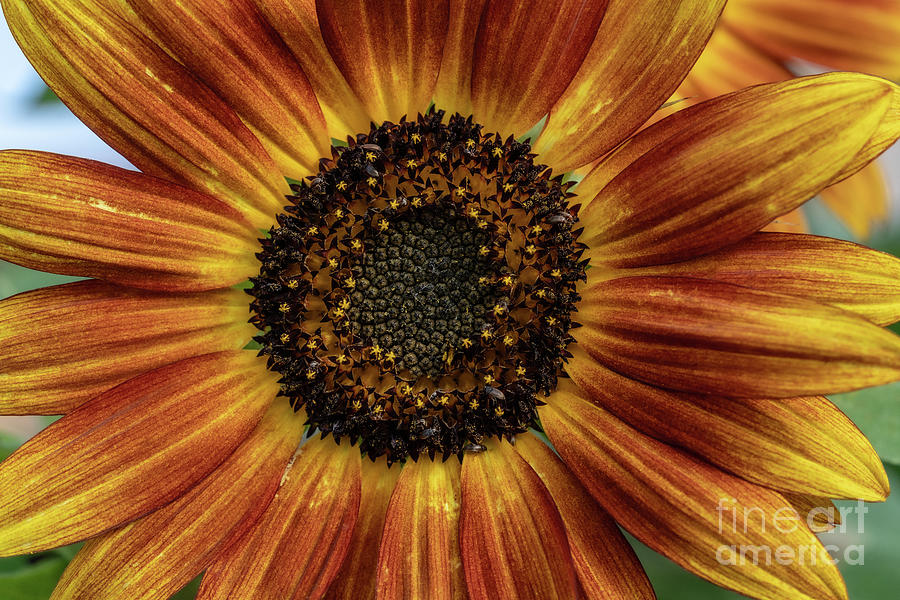 Face of the Sunflower Photograph by Maresa Pryor-Luzier