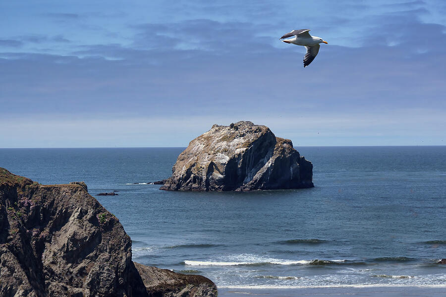 Face Rock and Gull - Bandon, Oregon Photograph by Nikolyn McDonald