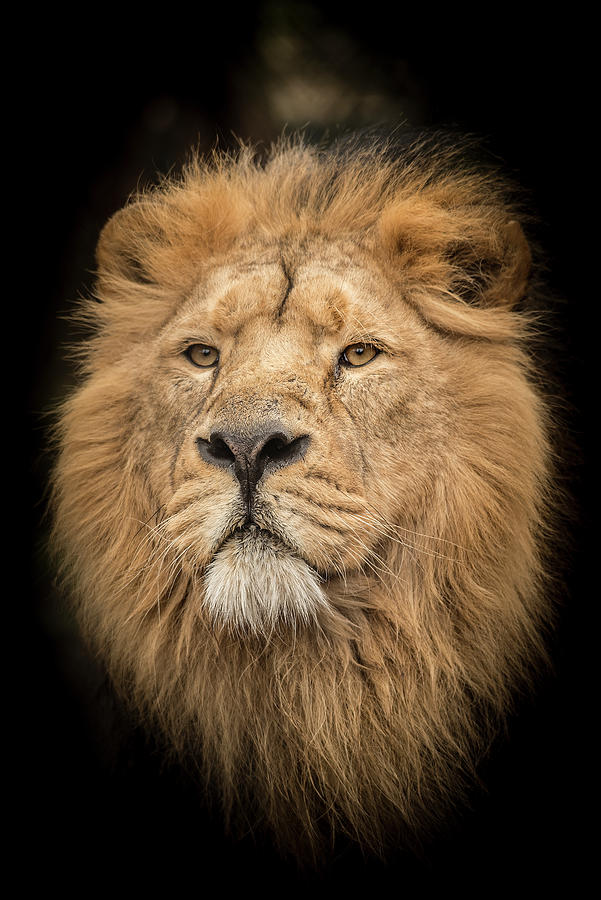 Wildlife Photograph - Male Asiatic Lion Portrait by Darren Wilkes