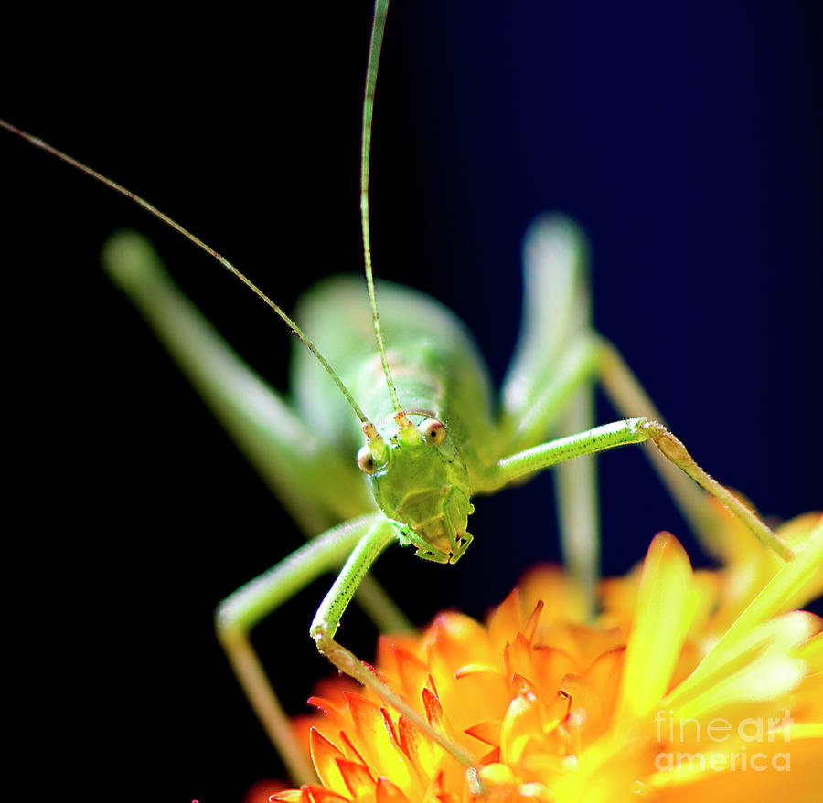 Face To Face, Pop-eyed Beauty, Photograph by Tatiana Bogracheva