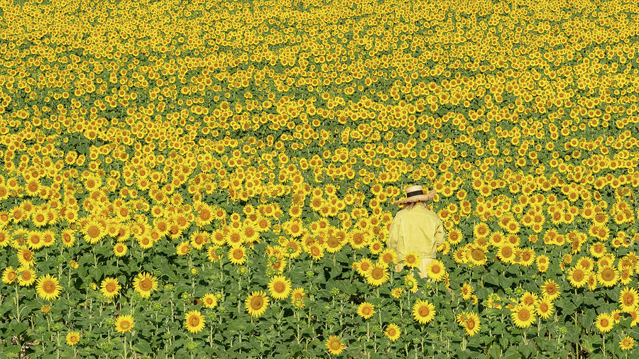 Sunflower Photograph - Face To Face by Rob Hemphill