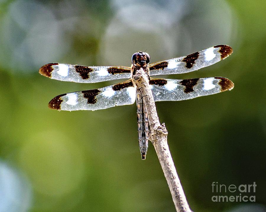 Face To Face With A Dragon Fly Photograph
