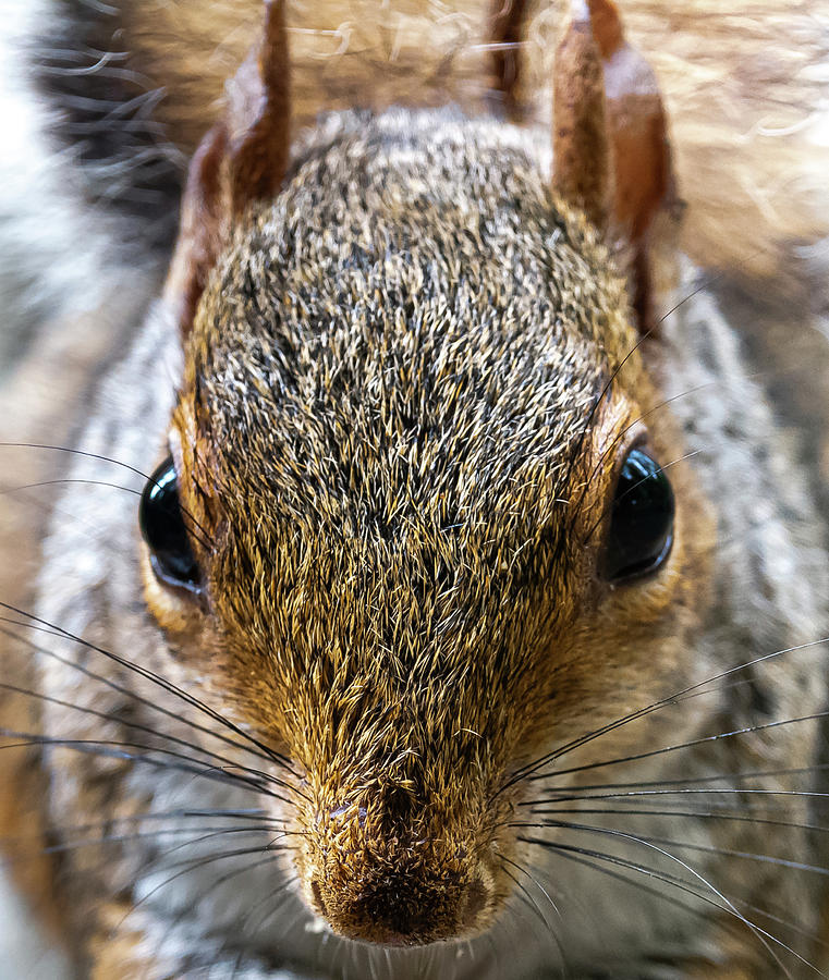 Face to Face with a squirrel Photograph by Scott Lyons