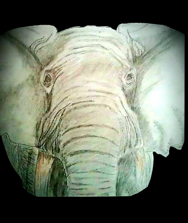 Elephant Head Line Animal Wild, Elephant Drawing, Head Drawing, Animal  Drawing PNG and Vector with Transparent Background for Free Download