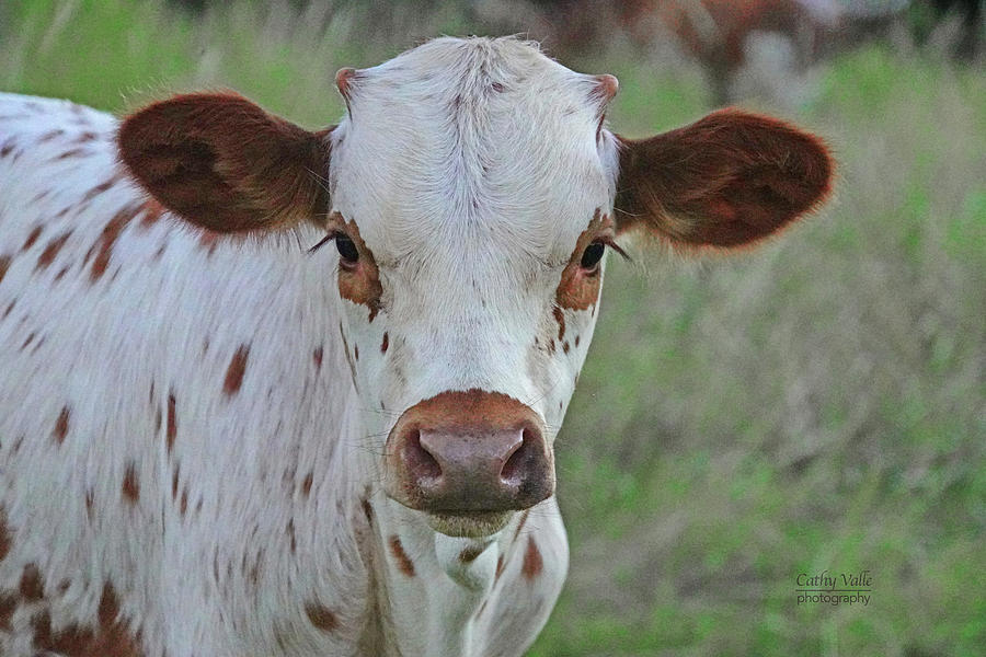 face to face with Georgie, the longhorn calf Photograph by Cathy Valle