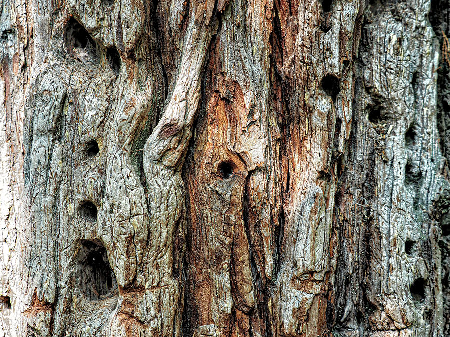 Faces In Trees 11 Photograph