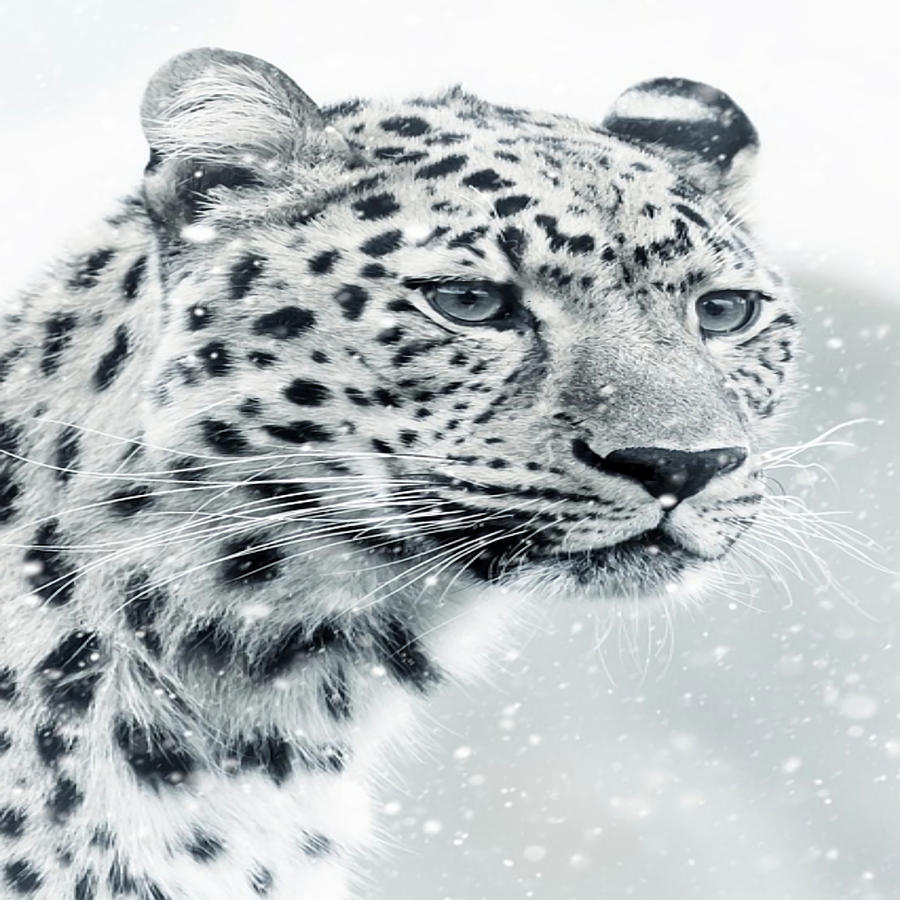 Faces of the wild Snow Leopard Poster quote Painting by Evie Keeley ...