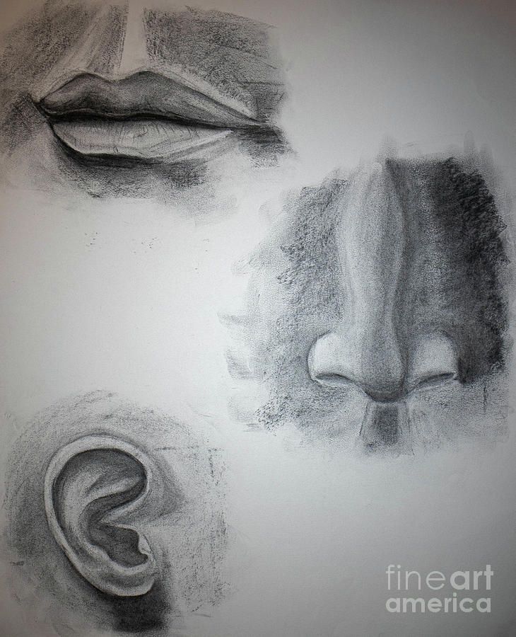 Facial Features Drawing by Nicole Robles
