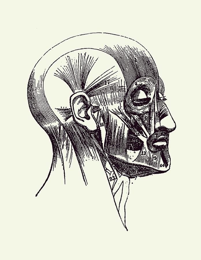 Facial Muscle Diagram - Vintage Anatomy 2 Drawing by Vintage Anatomy Prints