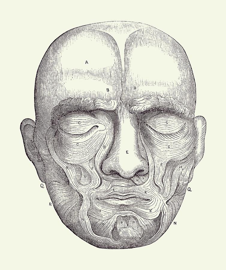Head Anatomy Study Drawing by Yumi Kudo | Saatchi Art