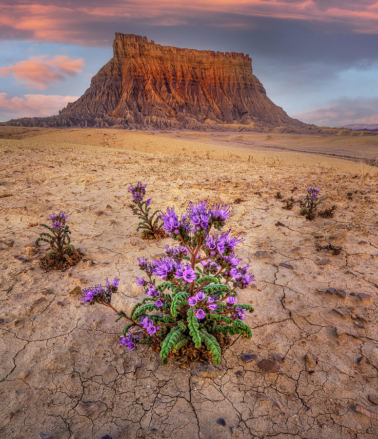 Factory Butte in the Spring Photograph by Michael Ash