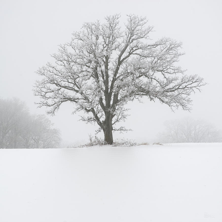 Fade to white #2 - frost covered oak tree in rural WI field Photograph by Peter Herman
