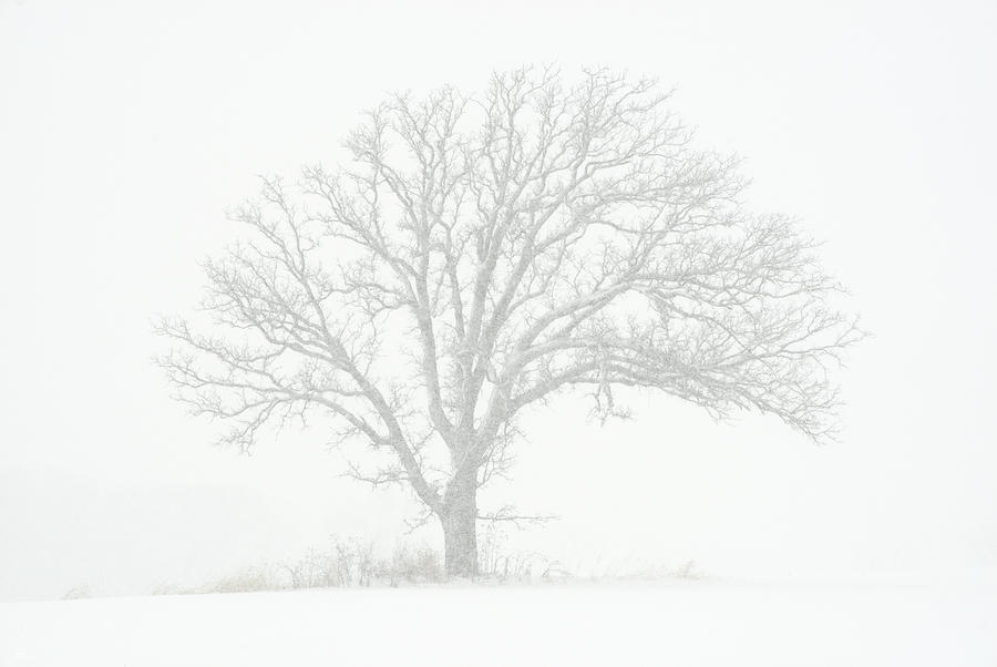 Fade to White - Isolated lonely oak tree in a Wisconsin winter snowstorm Photograph by Peter Herman