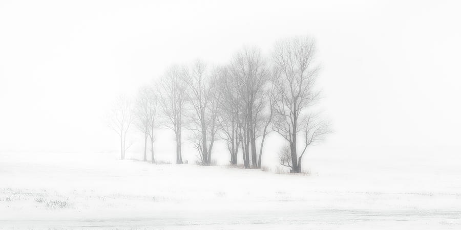 Fade to White -  Trees in a ND snowstorm Photograph by Peter Herman