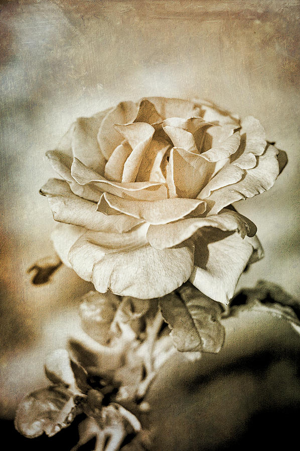 Faded Beauty Photograph by Mary Lee Dereske