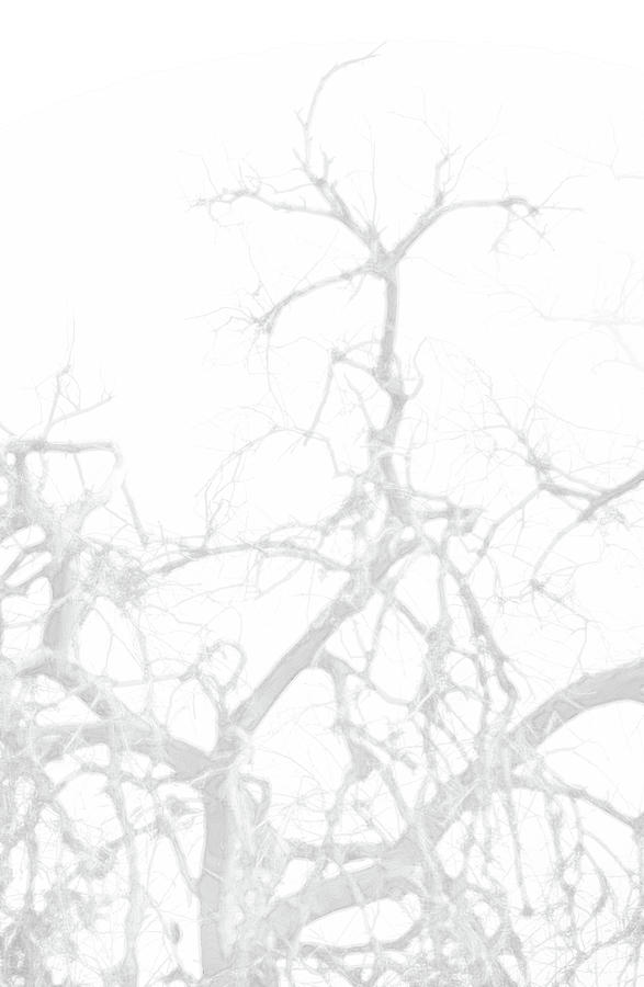 Faded Branches Photograph