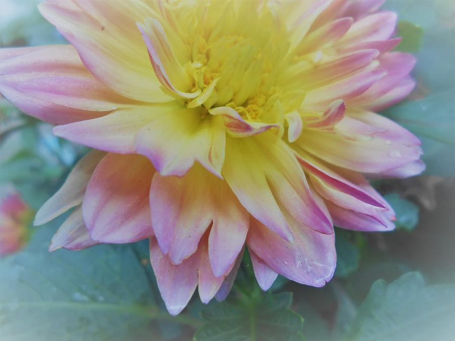 Faded Dahlia Photograph by W Craig Photography