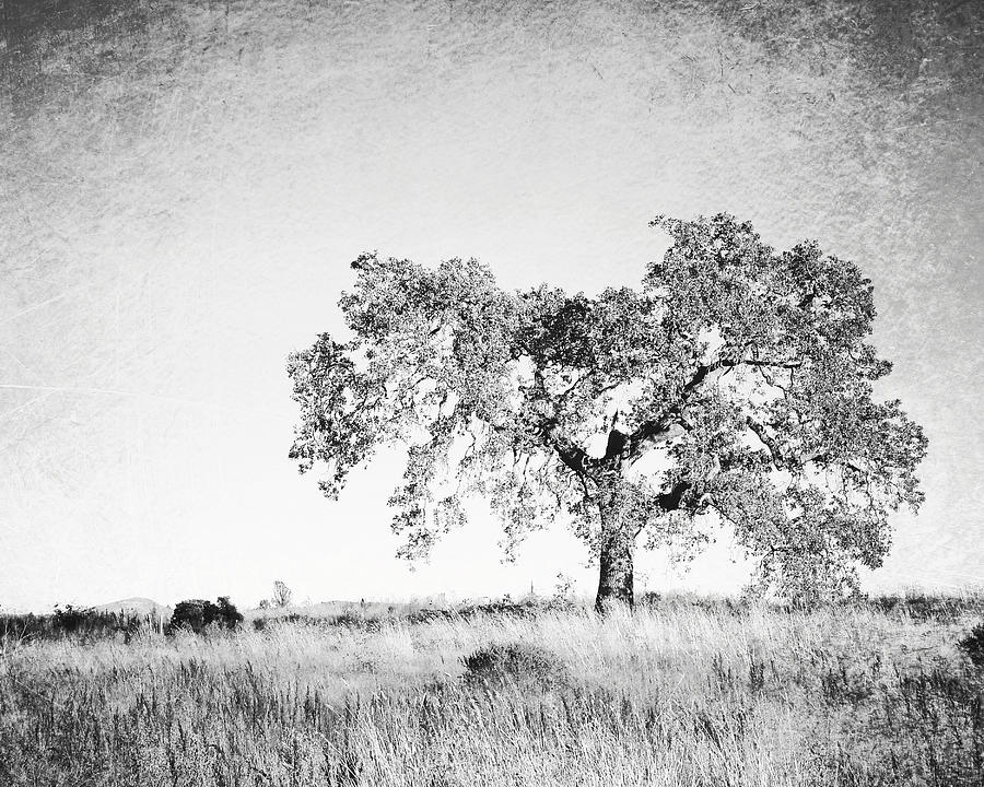 Faded Oak Photograph by Lupen Grainne