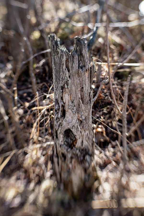 Faded Stump Photograph by Kimberly Mackowski