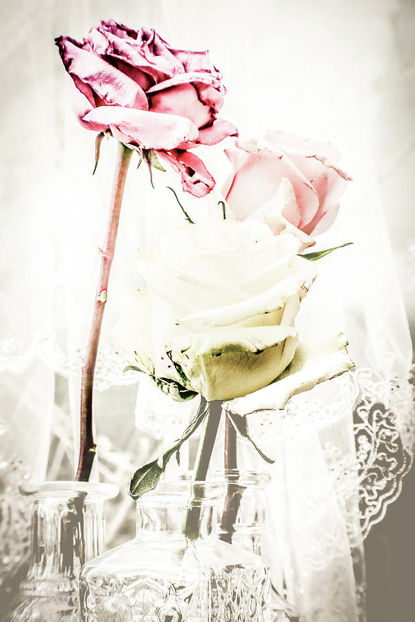 Faded Tea Roses  Photograph by W Craig Photography