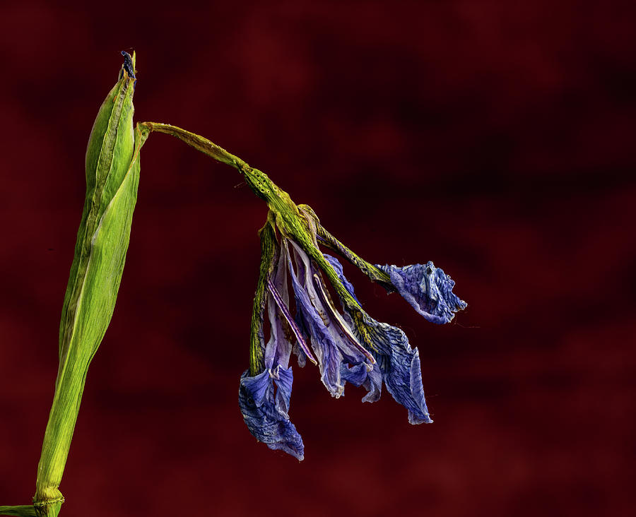 Faded Wild Iris Photograph by Paul Freidlund