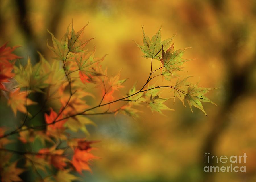 Fading Colors of Autumn Photograph by Mike Reid