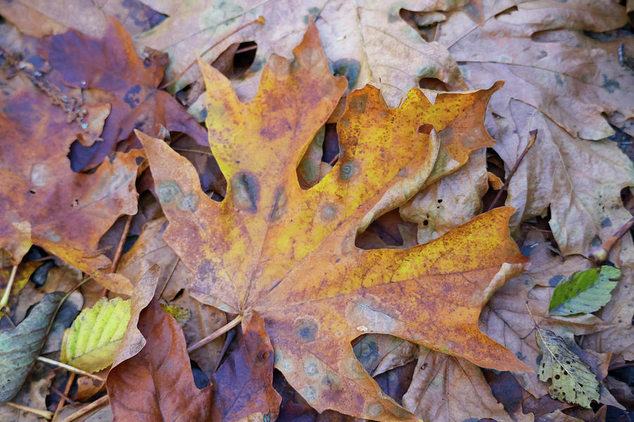 Fading Colors On Big Maple Leaf Photograph