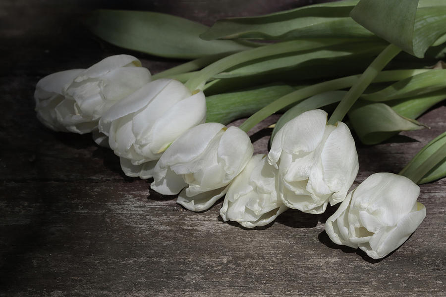 Tulip Photograph - Fading Elegance by Lori Deiter