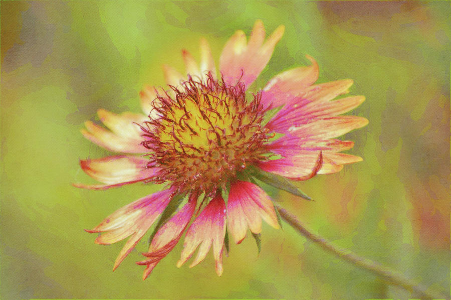 Fading Firewheel Flower In A Meadow Digital Art