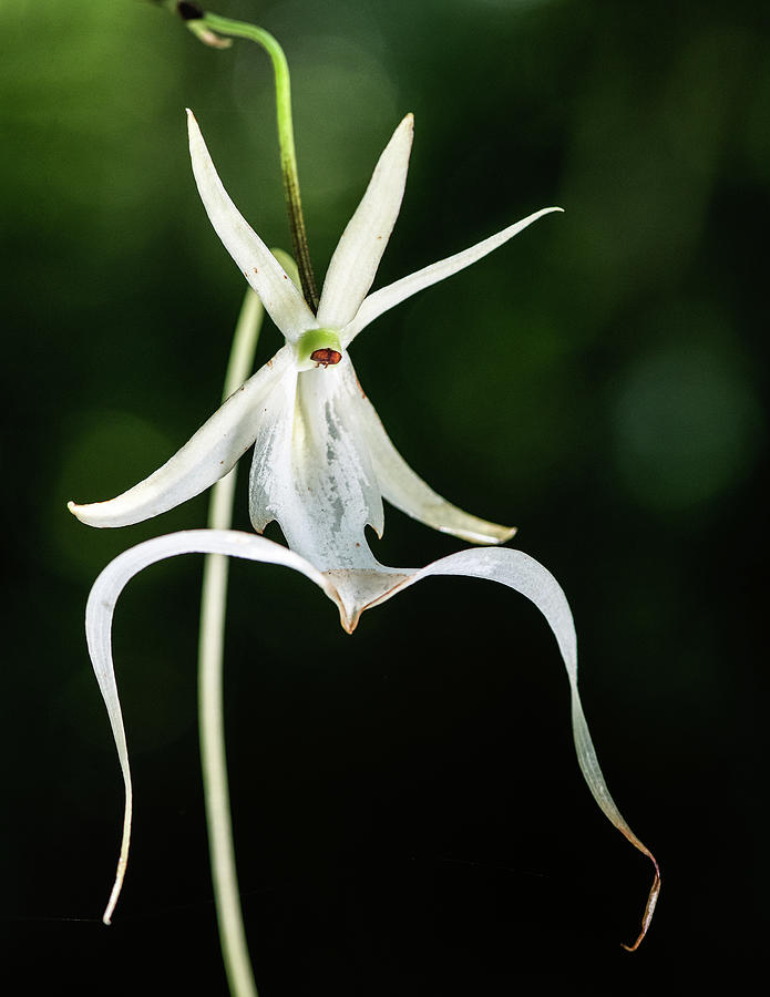 Fading Ghost Orchid  Photograph by Rudy Wilms