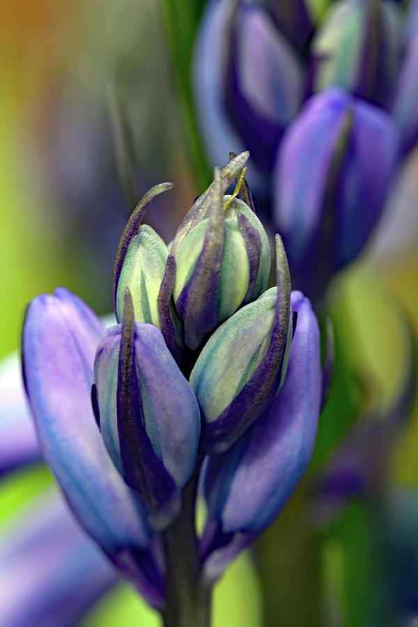Fading Hyacinth Photograph by Jennifer Robin