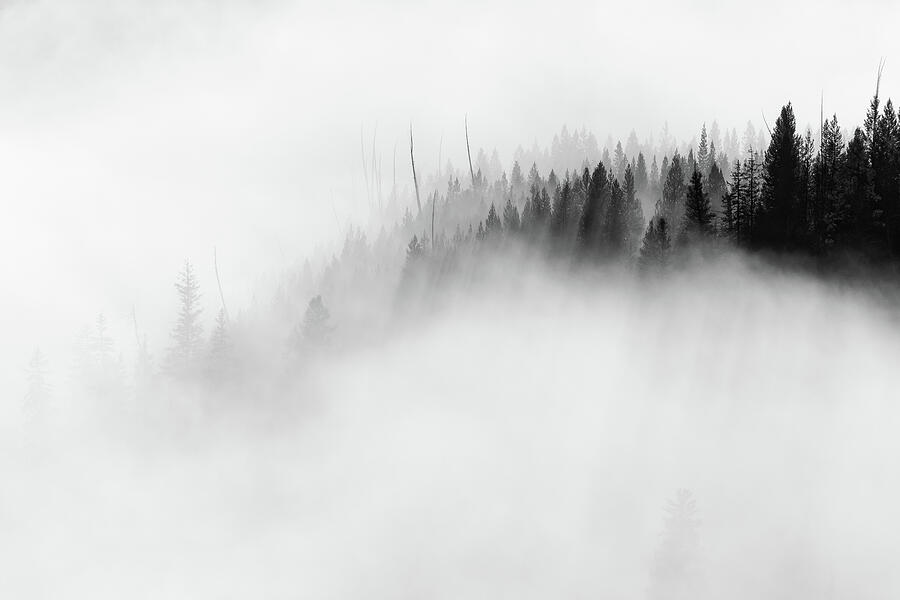Yellowstone National Park Photograph - Fading Into The Fog by Ann Skelton
