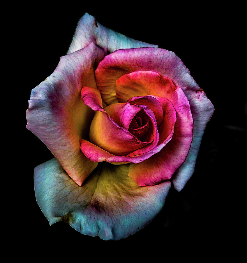 Fading Rose Photograph by Michael Cianfarano Fine Art America