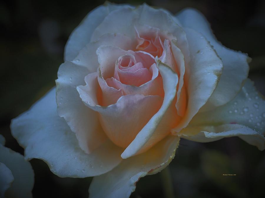 Fading Rose Photograph by Richard Thomas