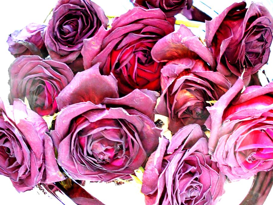 Fading Roses Photograph by Dietmar Scherf