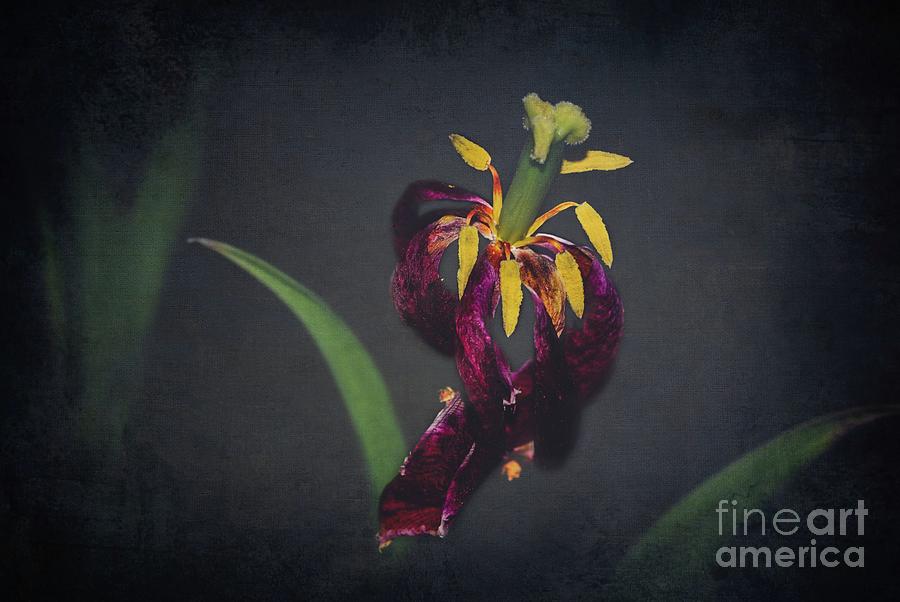 Fading Tulip  Photograph by Adrian De Leon Art and Photography