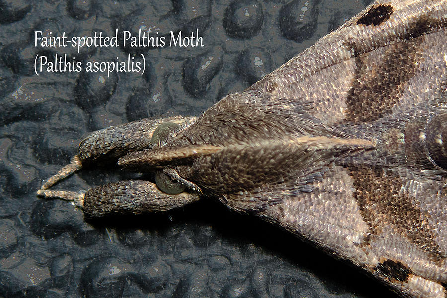 Faint-spotted Palthis Moth - Palthis asopialis Photograph by Mark Berman