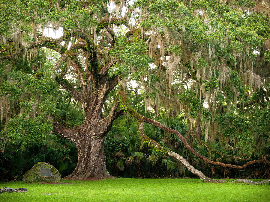 Fairchild Live Oak Photograph by Rich Nicoloff - Fine Art America