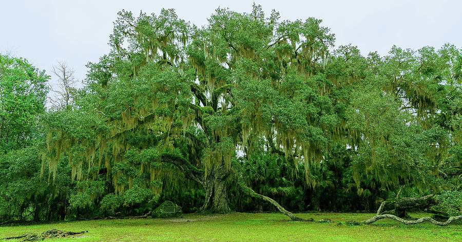 Fairchild Oak on a Typical Florida Day Photograph by Kyle Lee