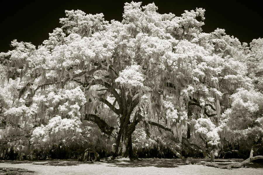 Fairchild Oak Photograph by Robert Douglas Dalles - Fine Art America