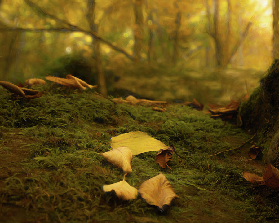 Fairie Circle Photograph by Dodie Ross Fairie Circle Photograph by Dodie Ross
