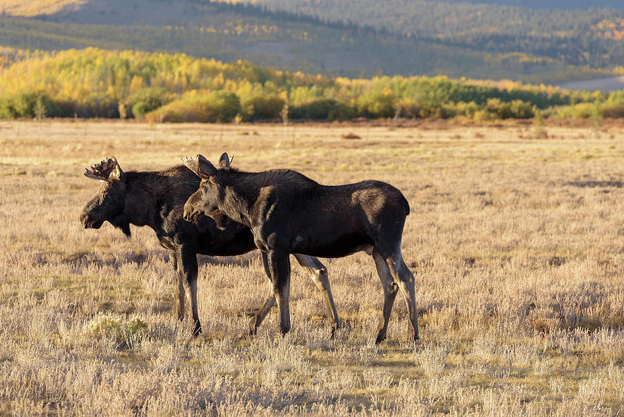 Fairplay Moose Photograph by Tara Krauss