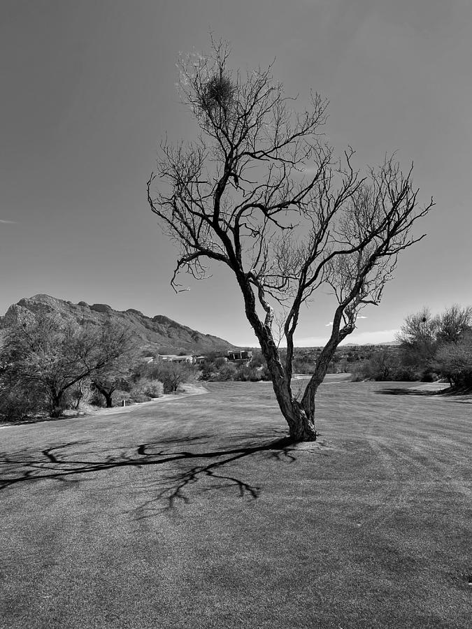 Fairway Tree Photograph by Jerry Abbott