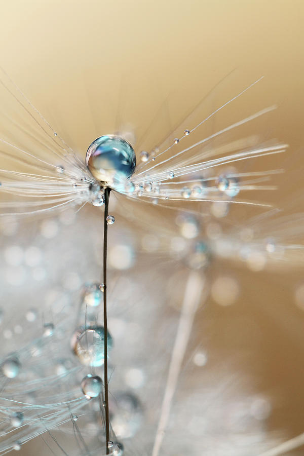 Abstract Photograph - Fairy Blue Drop by Sharon Johnstone