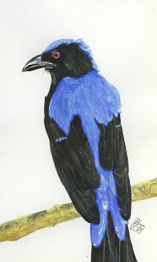 Fairy-bluebird Painting