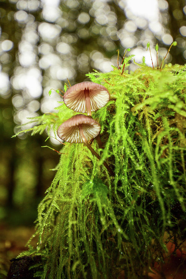 Fairy Bonnets Fungi Photograph by Pamela Patch