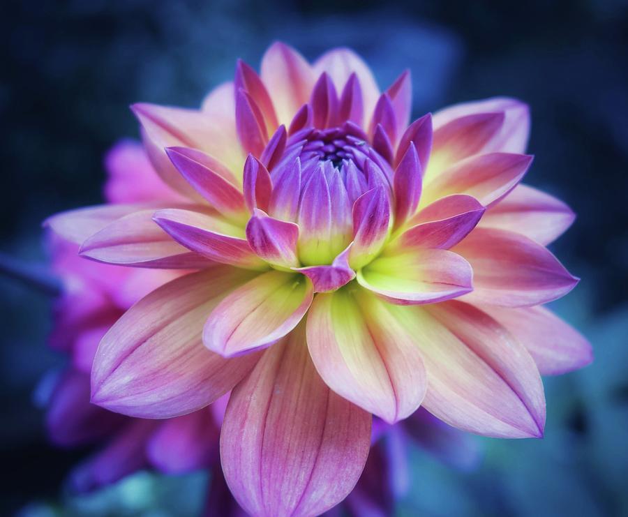 Fairy Dahlia Photograph by Steph Gabler - Fine Art America