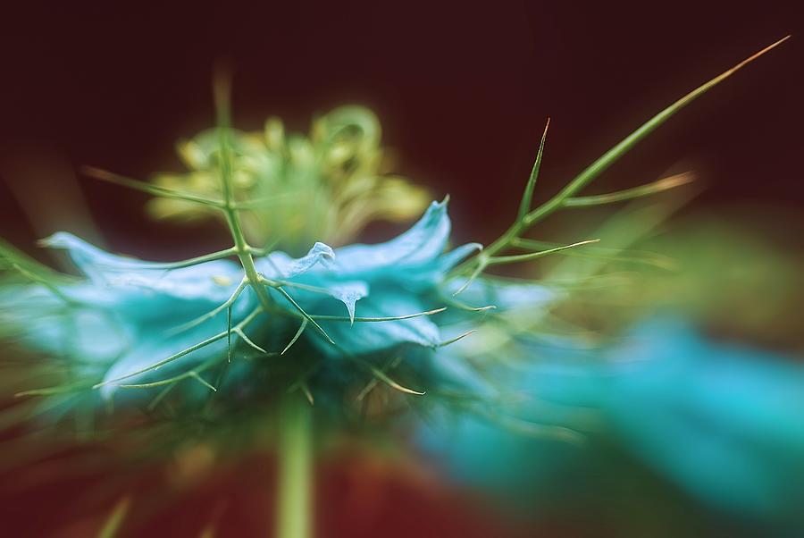 Fairy flowers Photograph by Hege Stensland - Pixels