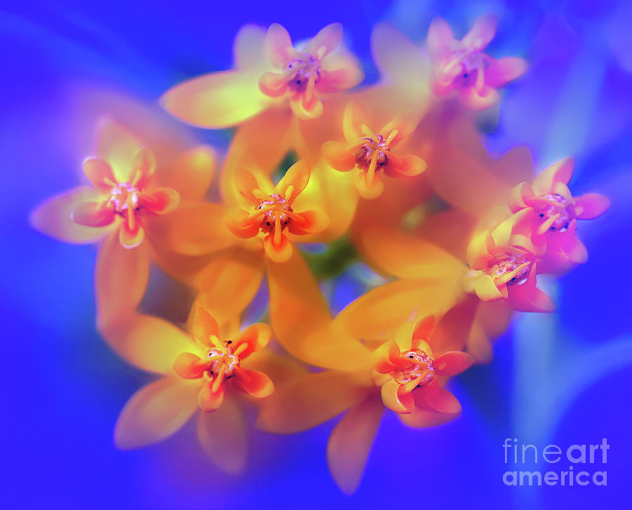 Fairy Flowers Photograph by Judi Bagwell
