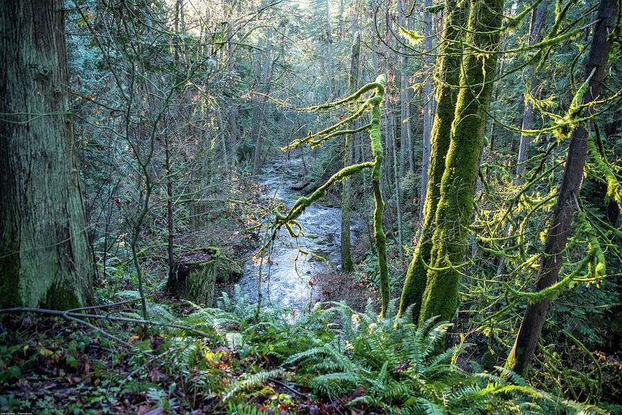 Fairy Forest and Whatcom Creek Photograph by Tom Cochran